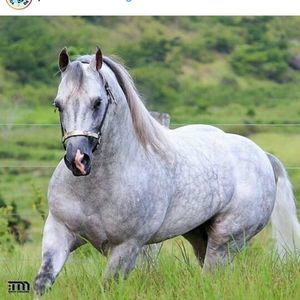 Meet your Posher, Pérez